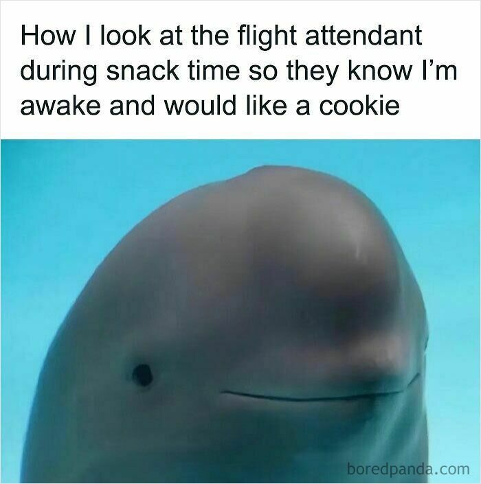 Close-up of a dolphin looking intently, illustrating a relatable meme about wanting a snack from a flight attendant.
