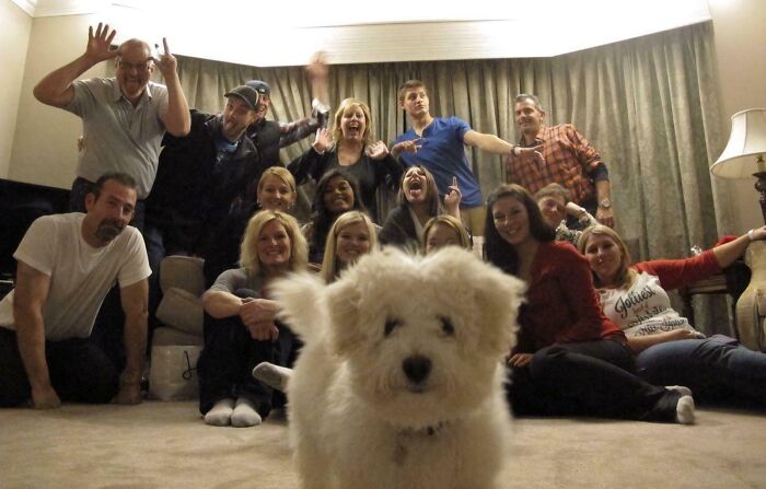 Fluffy white dog photobombs group photo of people indoors, one of many funny times pets crashed photos and stole the show.