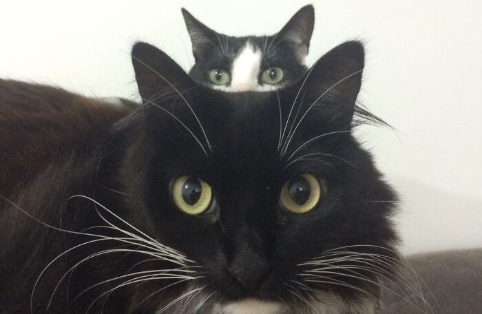 Two cats in a funny pet photo crash, with one cat peeking over the other, showcasing pets stealing the show.