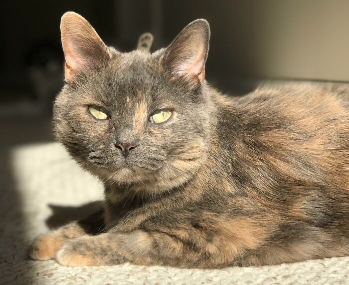 Gray and orange tortoiseshell cat lying in sunlight, perfect example of funny times pets crashed photos and stole the show.