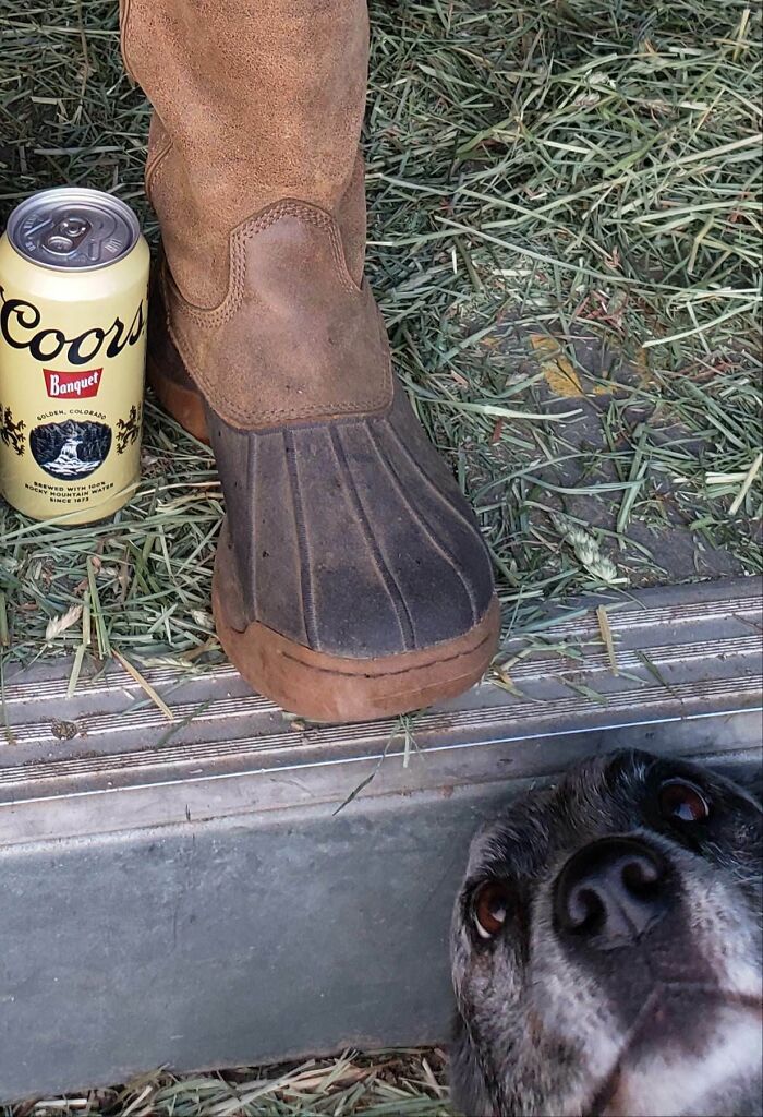 Dog stealing the show by crashing photo near a boot and Coors Banquet can on grass and metal surface.