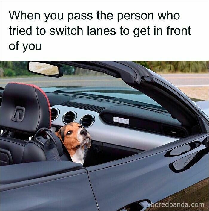 Dog sitting in a car looking back with a relatable meme about passing someone who tried to switch lanes.