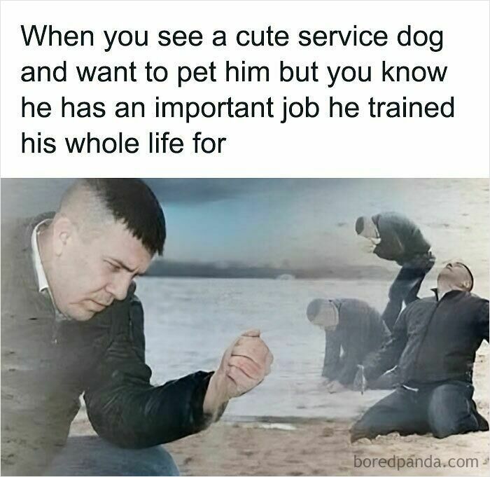 Man on a beach looking emotional, illustrating a relatable meme about respecting service dogs and their important jobs.