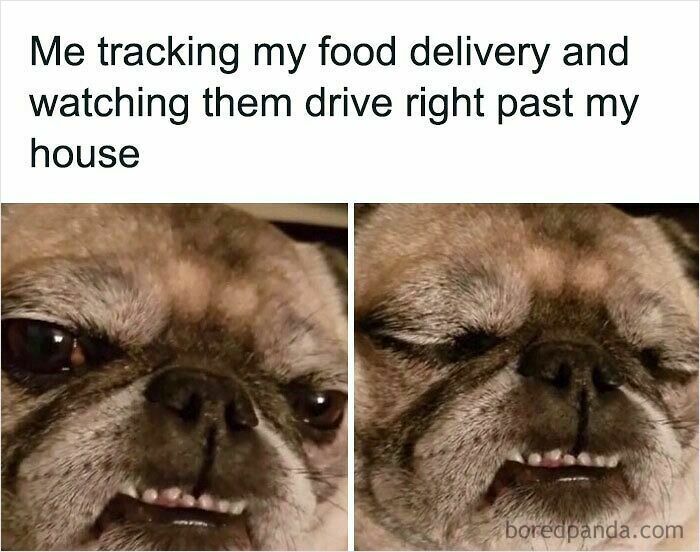 Close-up of a dog's funny expressions showing frustration, a relatable meme about food delivery tracking moments.