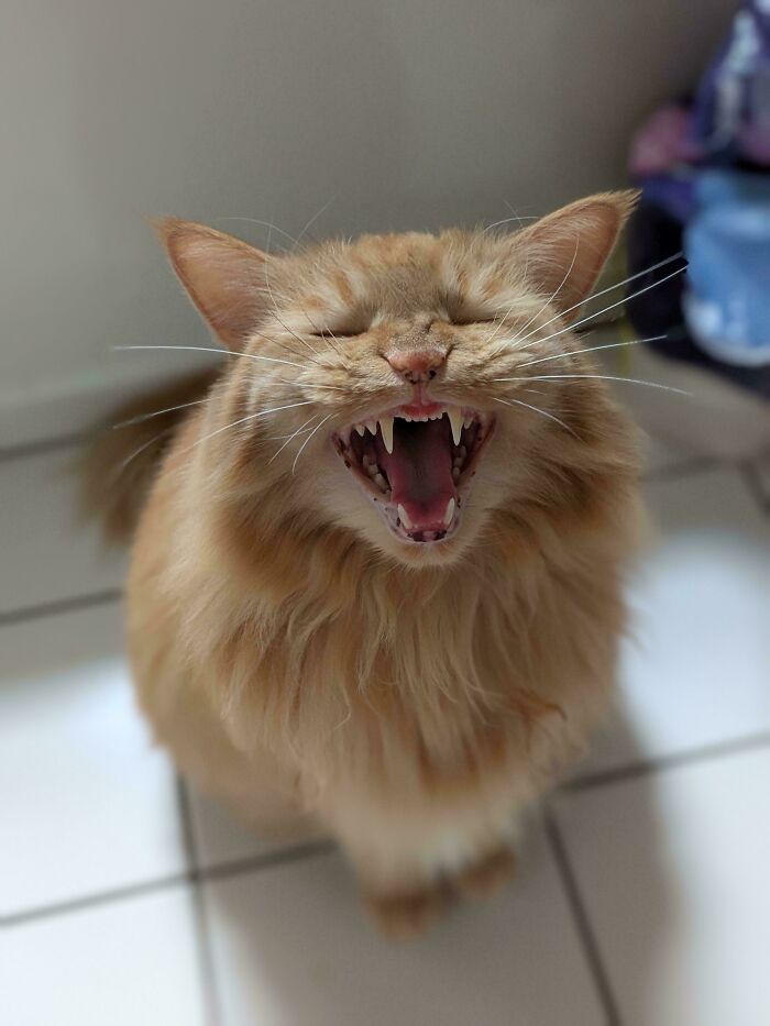 Fluffy orange cat mid-meow showing sharp teeth with eyes closed, captured in a candid moment of cats born to scream.