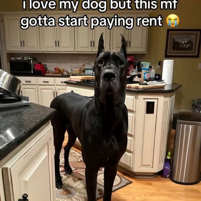 Large black dog standing in kitchen with text about rent, part of daily cursed images from an Instagram page disturbing 200K fans.