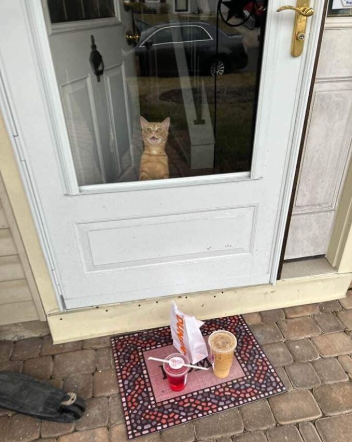 Orange cat inside the door with drinks on a doormat outside, a funny pets photo capturing a perfect photo crash moment.