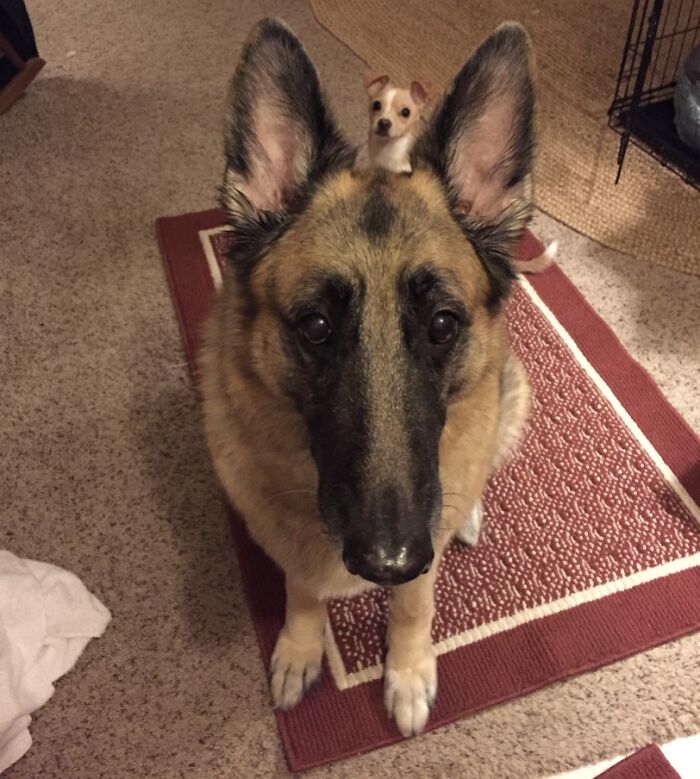 German Shepherd with small dog perfectly positioned on its head, showing funny times pets crashed photos and stole the show