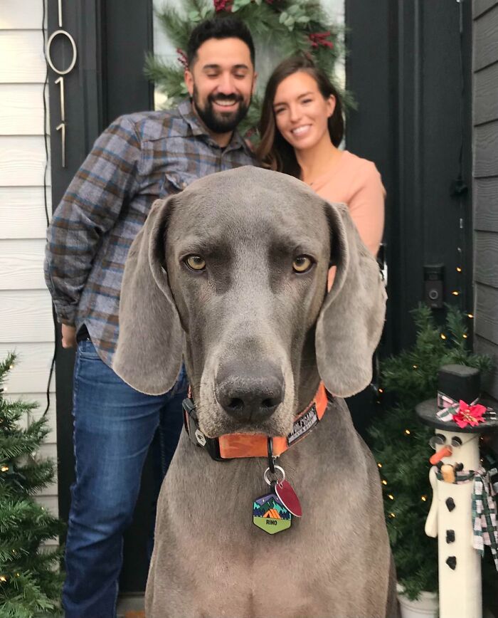Large gray dog in foreground photobombing couple’s holiday photo on porch with Christmas decorations, a funny pets crashed photo moment.
