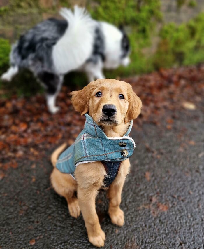 Golden retriever puppy wearing a blue coat sitting outdoors while another dog crashes the photo, funny pet moments.