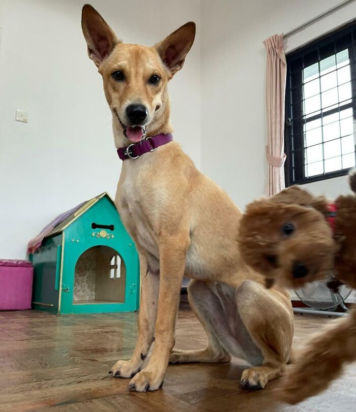 Two dogs indoors with one playfully crashing the photo, showcasing funny times pets stole the show in candid moments.