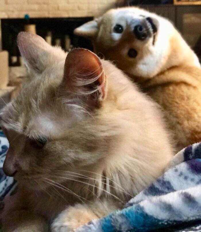 Cat in the foreground with a dog photobombing in the background, showcasing funny times pets crashed photos.