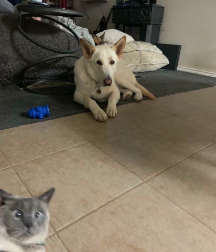 Funny pets crashed photo with a white dog lying on carpet and a startled gray cat in the foreground on tiled floor.