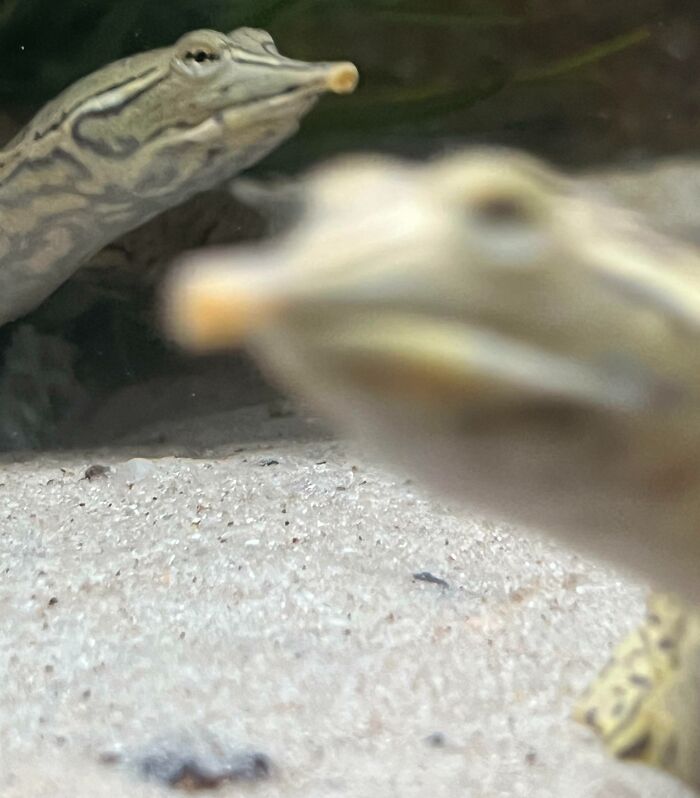 Two funny pets with elongated snouts crashing a close-up photo, stealing the show with their quirky expressions.