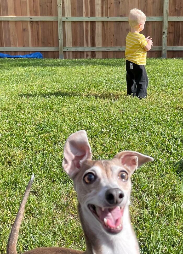 Happy dog photobombing with wide eyes in a backyard while a toddler stands facing a wooden fence in the background.