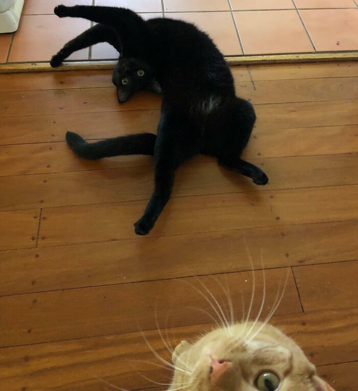Black cat stretching oddly on wooden floor while a curious orange cat photobombs, showcasing funny times pets crashed photos.