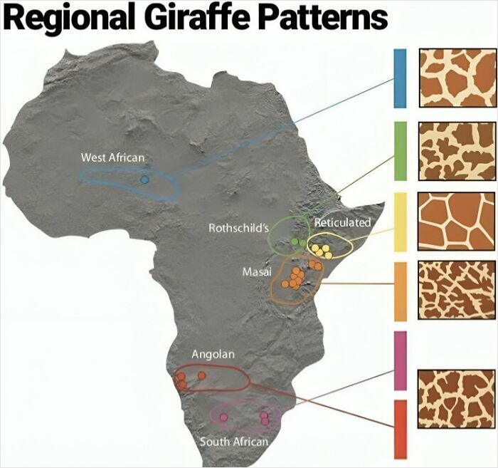 Map of Africa showing regional giraffe patterns with color-coded chart examples of different giraffe coat markings.