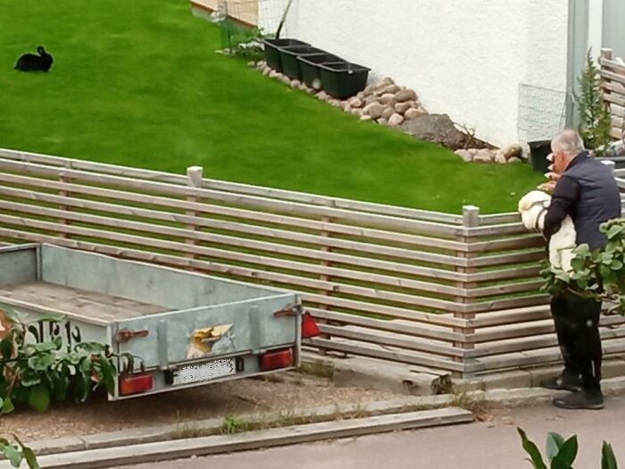 Man holding a dog over a fence, greeting a black rabbit in a green yard showing wholesome kind neighbors.