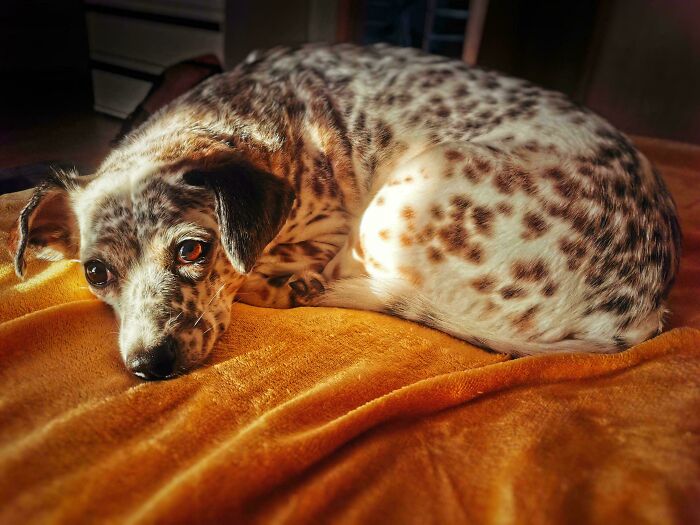 Spotted dog resting on an orange blanket, captured as an accidental Renaissance photo with warm natural lighting.