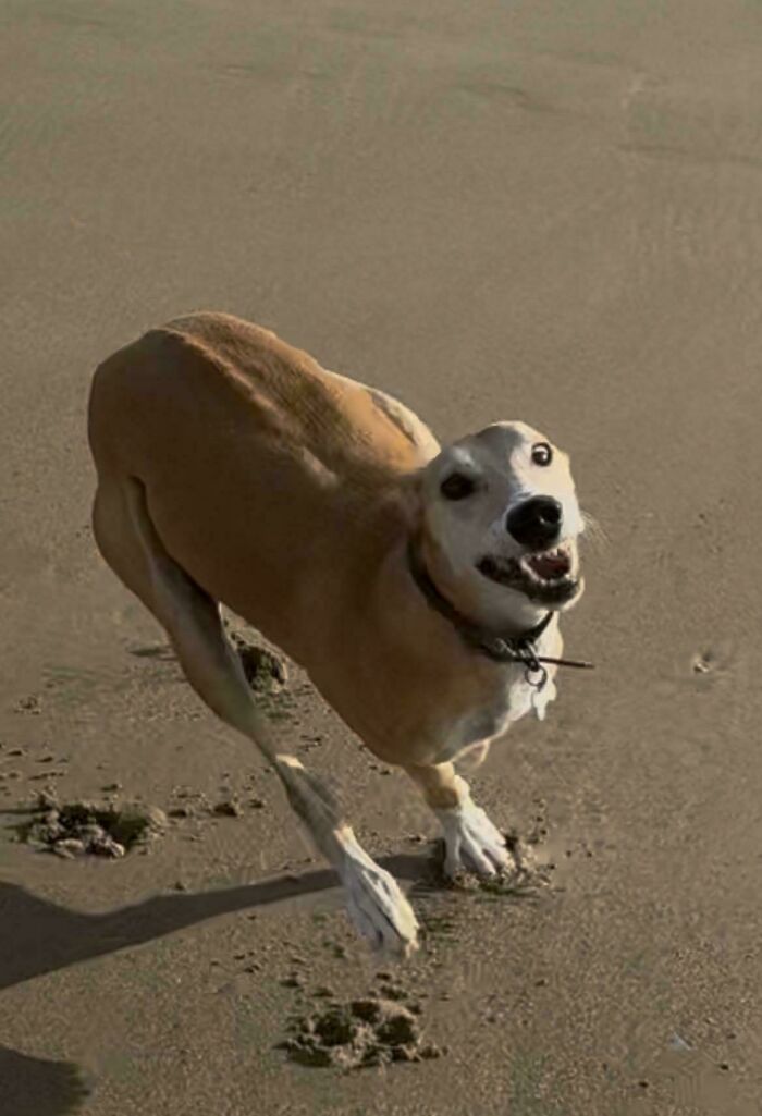 Goofy dog running on sandy surface with joyful expression, capturing the spirit of hilarious dogs being their goofy selves.