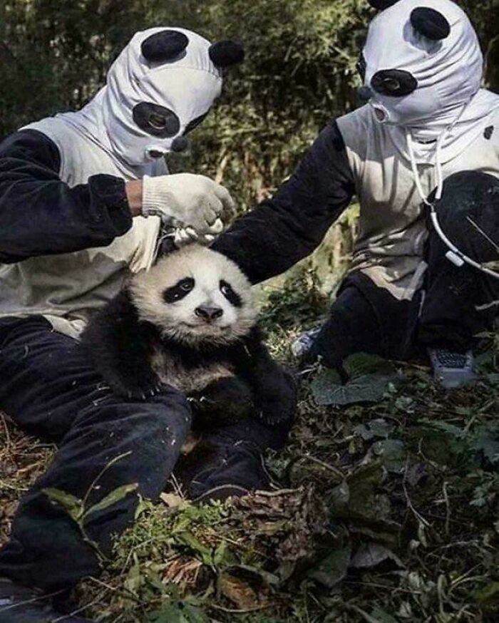 People in panda suits holding a panda bear