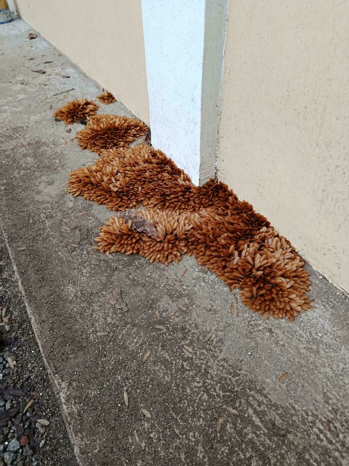 Clusters of pine seeds resembling odd growths by building corner