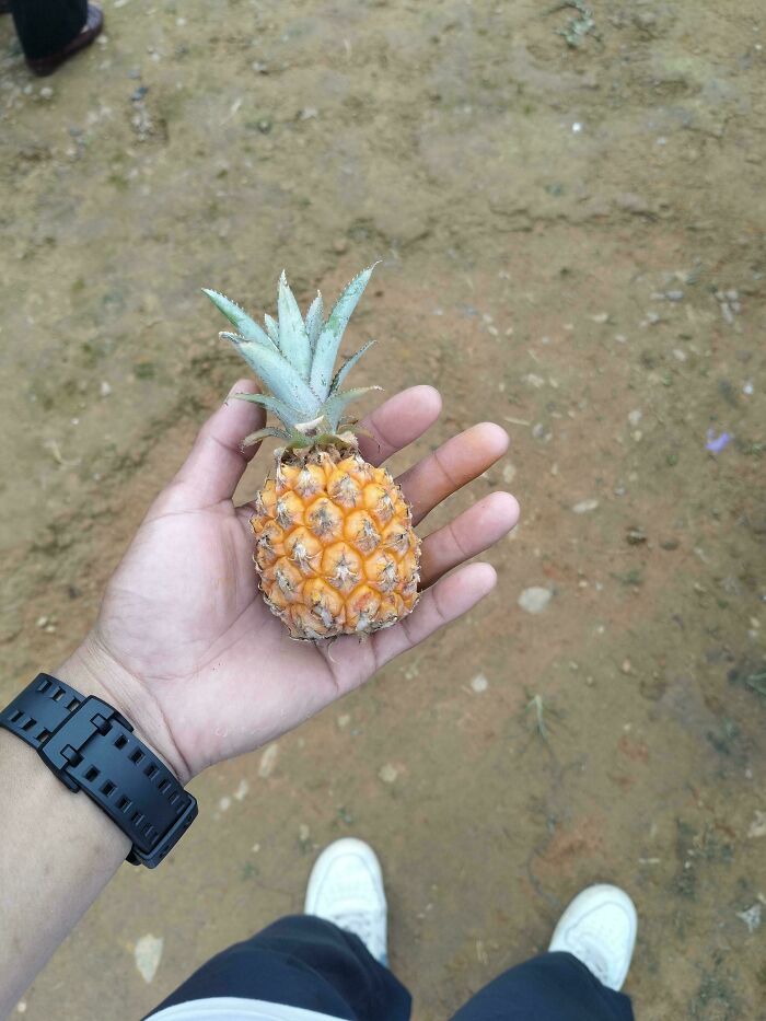 Hand holding a tiny pineapple on a dirt ground, showing an unusual small fruit prank in gardening by Mother Nature.