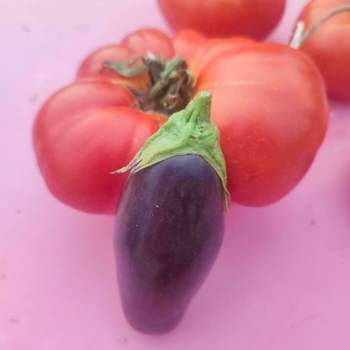 A tiny purple eggplant resembling a tomato for ants, with larger tomatoes in the background on a pink surface.