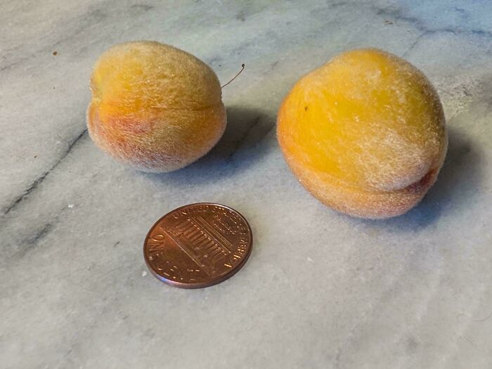 Two tiny fuzzy peaches next to a penny for scale showcasing a nature joke on gardeners with miniature fruit.