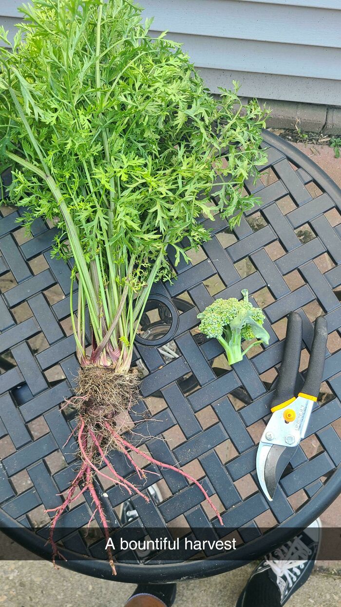 Freshly harvested tiny broccoli and large carrot tops with roots on a metal garden table showing garden produce differences.