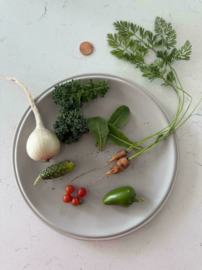 Small cherry tomatoes and mini vegetables on a plate with a penny for scale, showcasing gardening surprises.