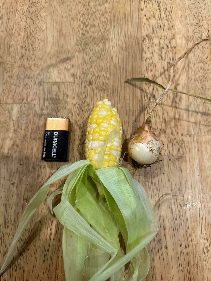 Tiny corn and onion beside a 9V battery, showcasing nature's joke on gardeners with miniature produce.