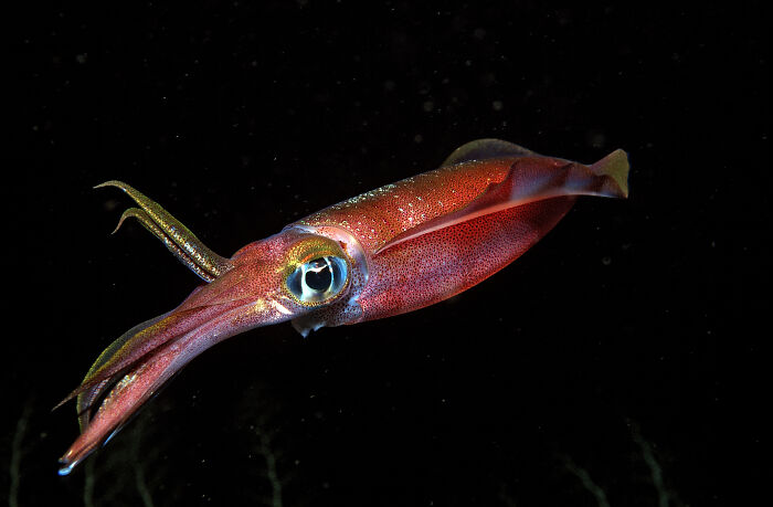 Close-up of a red squid swimming in dark water, one of the scariest animals in the world by reader vote