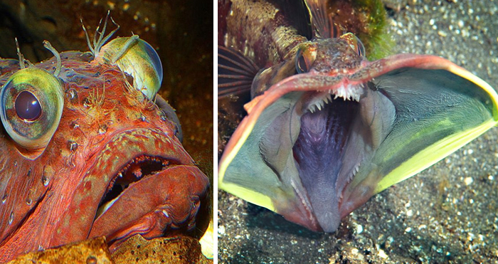 Close-up images of two scary deep-sea fish with sharp teeth, showcasing the scariest animals in the world.