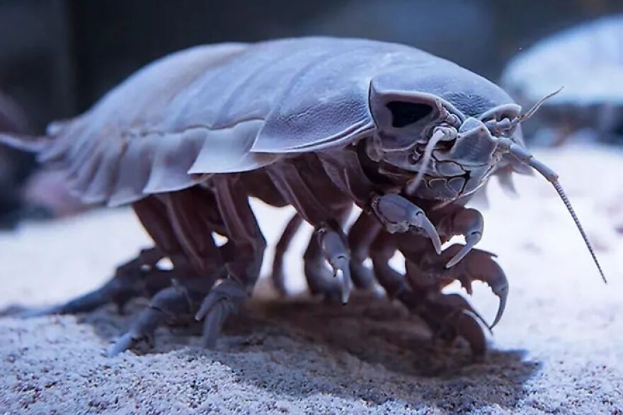 Close-up of a giant isopod on the ocean floor, a contender for the scariest animal in the world by reader’s vote.