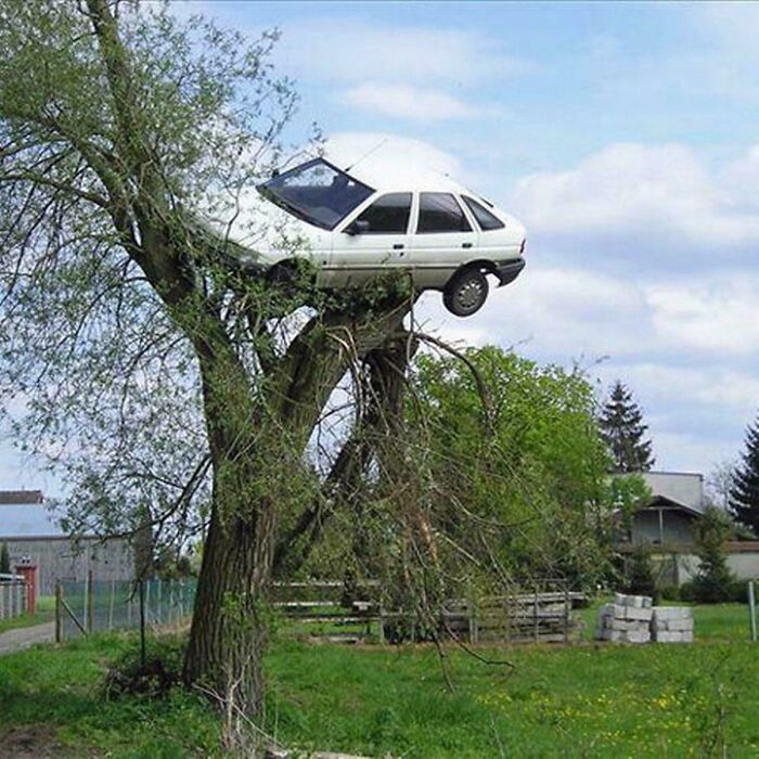 White car stuck high in a tree showing one of the most extreme parking fails shared online outdoors.