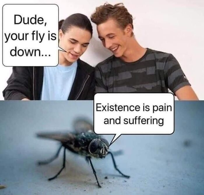 Two young men laughing with a humorous fly meme, showcasing funny and relatable animal memes for mood improvement.