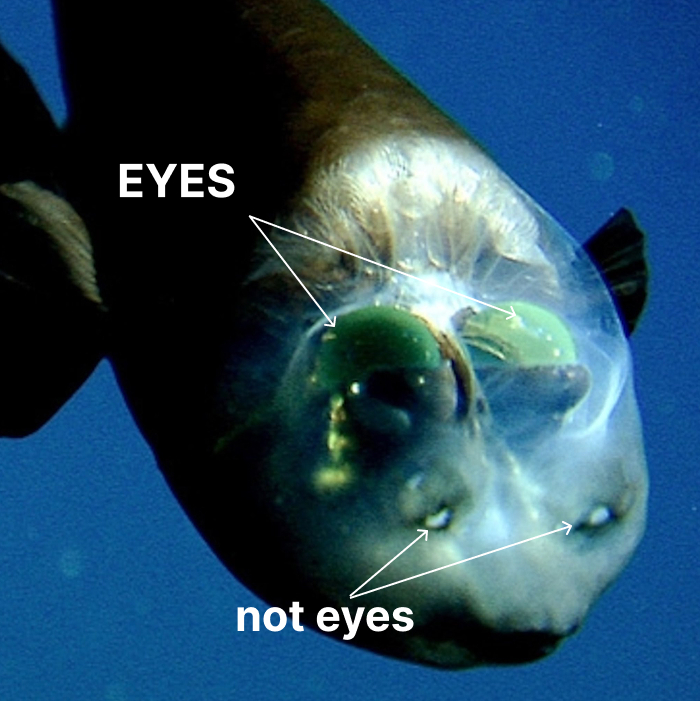 Deep-sea fish with transparent head showing eyes and other features, often considered a scary animal in the world.