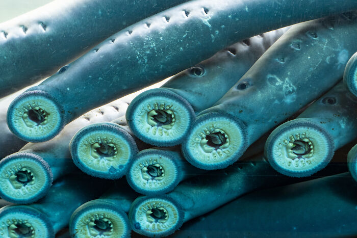 Close-up of lampreys showing their circular mouths and teeth, highlighting a scary animal in the world concept.