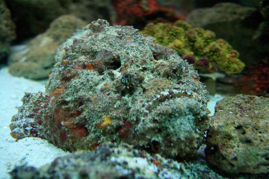 Close-up of a Stonefish resting on the ocean floor, a contender for scariest animal in the world