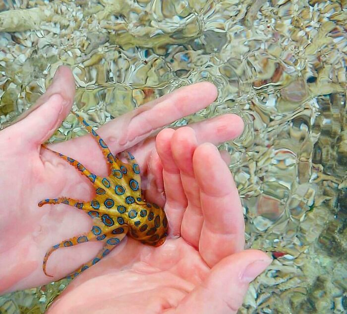 Hands gently holding a small blue-ringed octopus in clear water, illustrating a scary animal in the world concept.