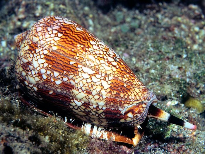 Close-up of a venomous cone snail with intricate patterns, considered one of the scariest animals in the world.
