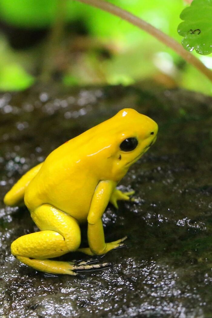 Bright yellow poison dart frog on a wet dark surface, showing one of the scariest animals in the world.
