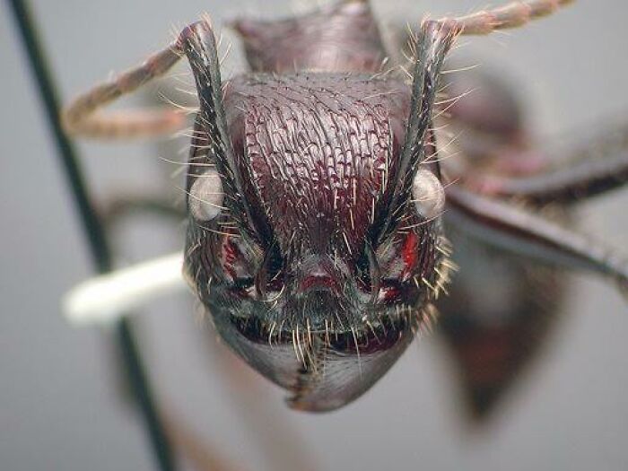 Close-up of a scary animal showing detailed face of an insect, highlighting features of the scariest animal in the world.