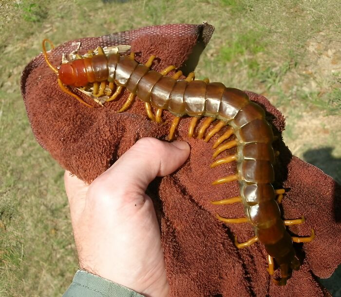 Large centipede held with a glove outdoors, illustrating one of the scariest animals in the world according to readers.