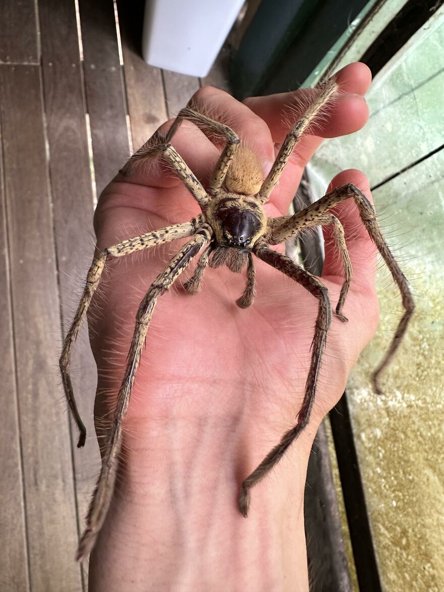 Large hairy spider on a person's hand illustrating one of the scariest animals in the world.