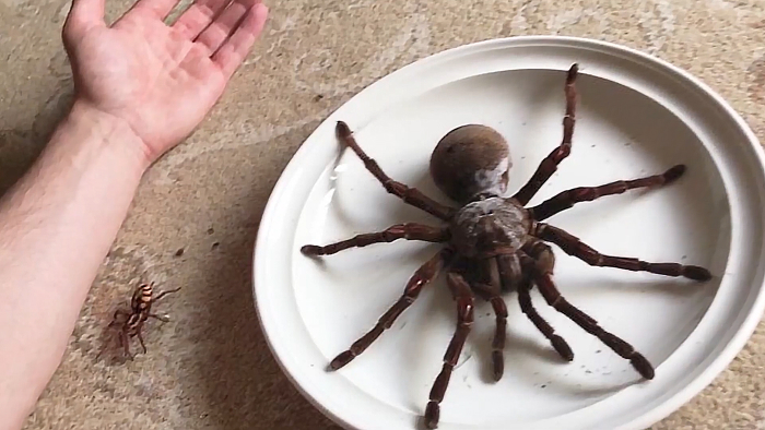 Large tarantula on a white plate next to a smaller spider and a human arm, illustrating one of the scariest animals in the world.