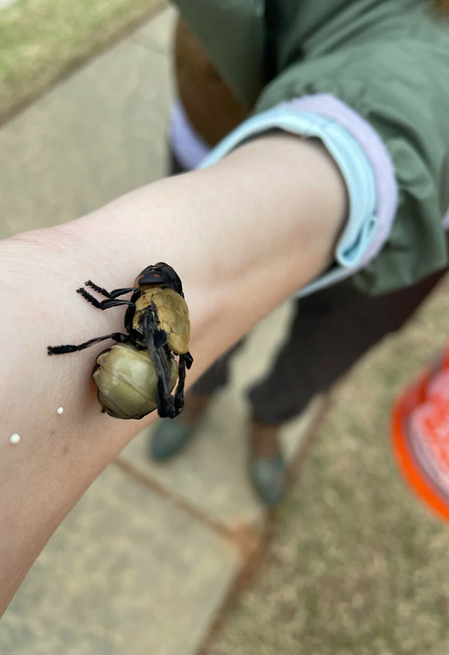 Large insect with swollen abdomen crawling on a person's arm, illustrating a potential scary animal in the world.