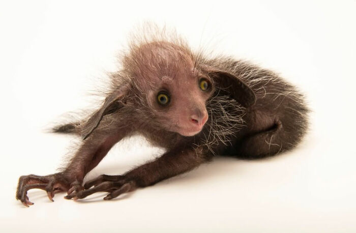 Unusual creature with big eyes and long claws representing a contender for scariest animal in the world.