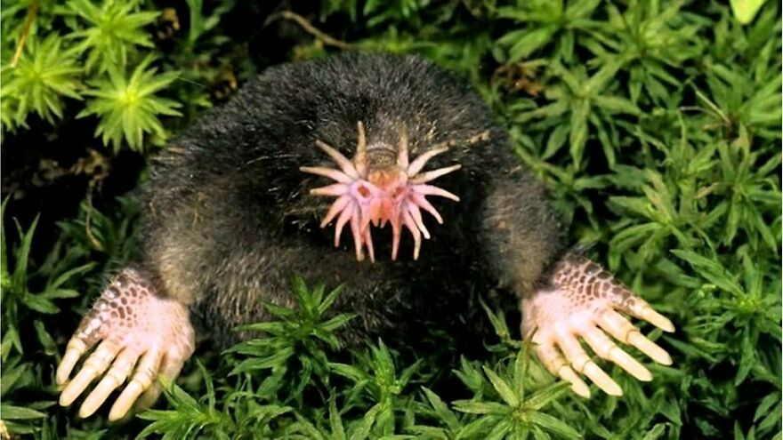 Star-nosed mole with unique tentacle-like nose exploring green foliage, an example of a scary animal in the world.